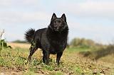 SCHIPPERKE 433